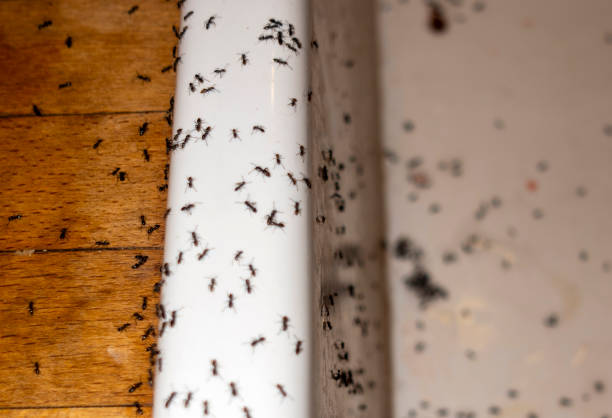 Trusted Upper Brookville, NY Pest Control Experts